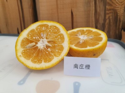 南庄橙果實富含機能性成分且香氣風味特殊，具保健及食用產品研發價值