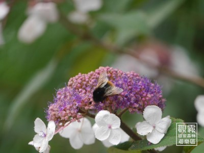 高山藤繡球盛開，紫色花序的外圍有著彷彿小白蝶的裝飾花，吸引了圓嘟嘟的熊蜂前來採蜜。（森之形自然教育團隊提供）