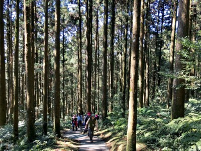 東眼山國家森林遊樂區柳杉林（攝影：林業保育署新竹分署提供）