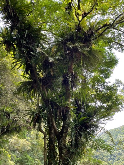 內洞國家森林遊樂區豐富多樣的蕨類植物（攝影：林業保育署新竹分署提供）