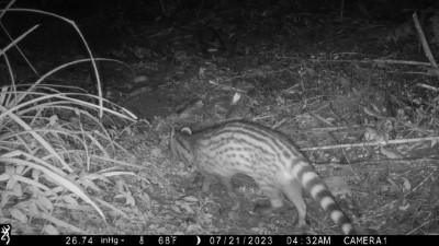紅外線照相機拍攝到東眼山國家森林遊樂區出沒的麝香貓(東眼山自然教育中心提供)