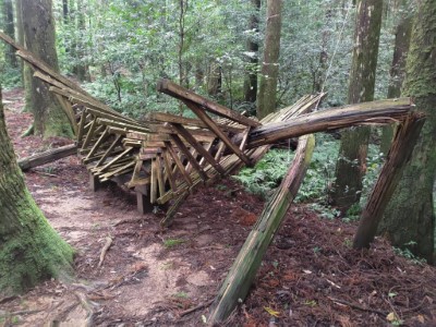 「脊森」受小犬颱風襲擊後斷裂現狀(林業及自然保育署新竹分署提供)