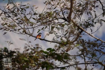 微笑觀霧攝影展「微」主題：介紹棲息在觀霧森林中的許多微小生命；斜陽映照在灰喉山椒鳥（雄）的羽翼，反射出耀眼的鮮橘色。（森之形自然教育團隊提供）