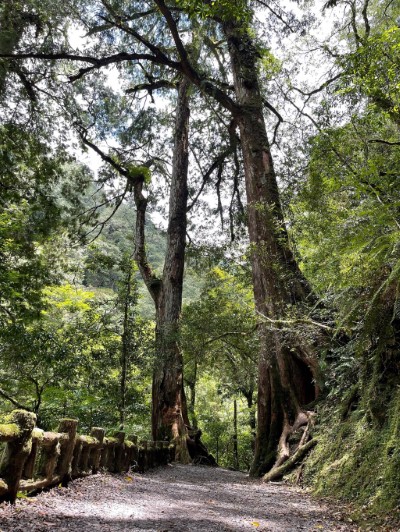 拉拉山巨木（林業保育署新竹分署提供）