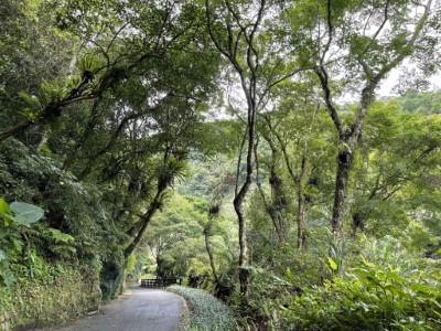 沿著無障礙的觀瀑步道徐行就能觀察到多樣化蕨類植物(林業保育署新竹分署提供)