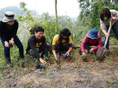 圖3.「山貓森林」在今年2月種下的新竹油菊，加入珍稀植物異地備份行列。(攝影大肚山學會山貓森林)