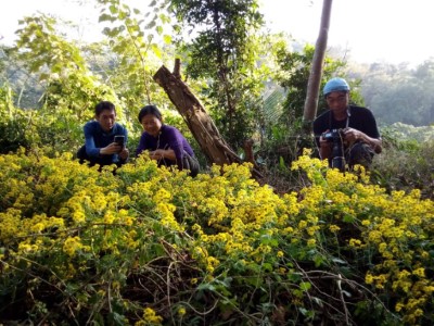圖4.「山貓森林」在今年2月種下的新竹油菊，帶來數大便是美的驚喜，極具觀賞價值。(攝影大肚山學會山貓森林)