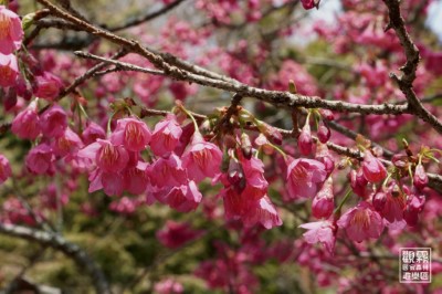 粉色的山櫻花從一月中旬開始陸續盛開，為櫻花嘉年華溫馨暖場。（森之形自然教育團隊提供）