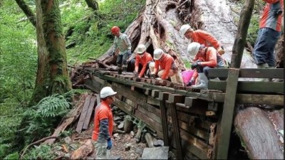 環境維護志工完成拉拉山國家森林遊樂區巨木步道改道（林業保育署新竹分署提供）