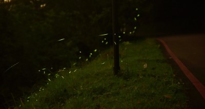 園區飛舞的螢火蟲們(東眼山自然教育中心提供)