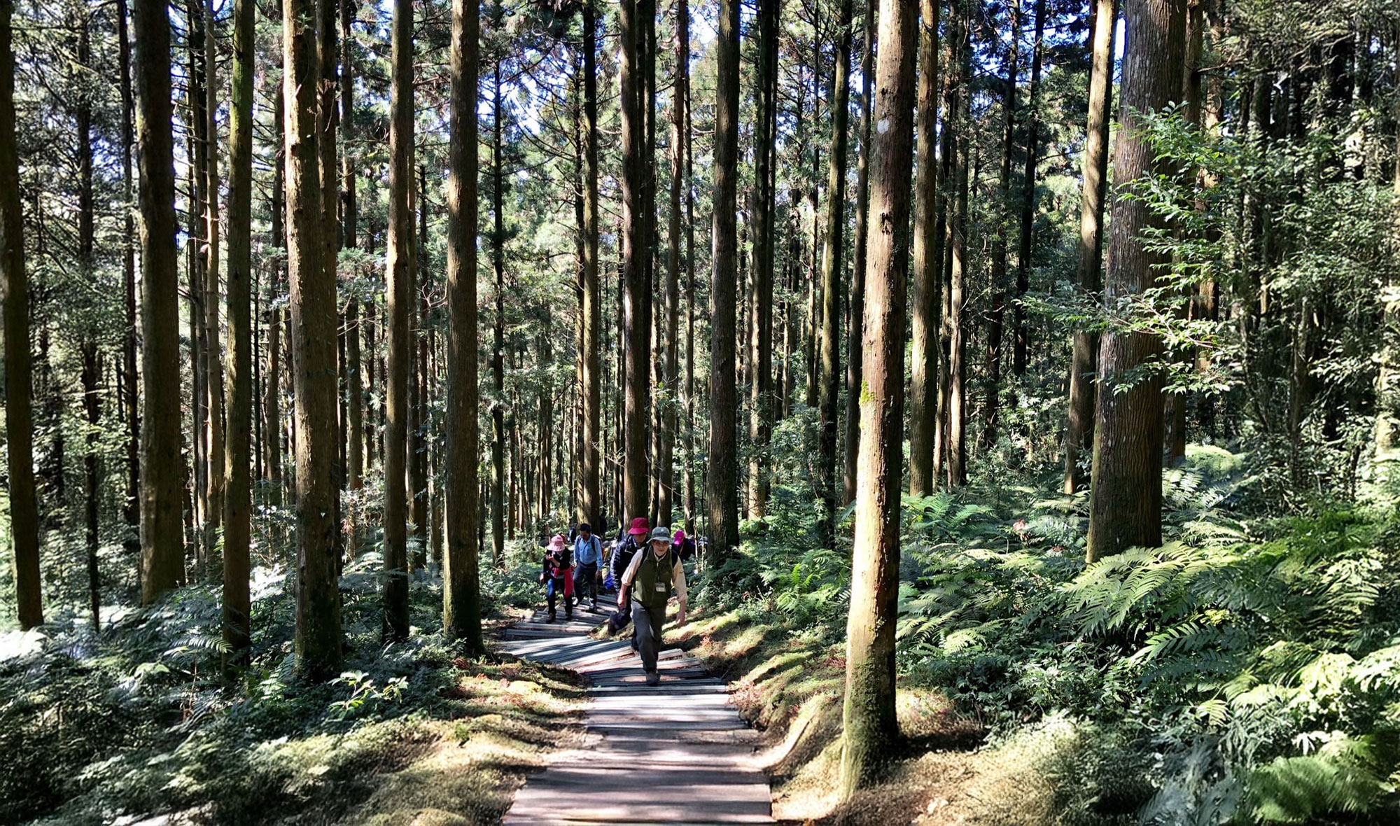 東眼山國家森林遊樂區-柳杉林