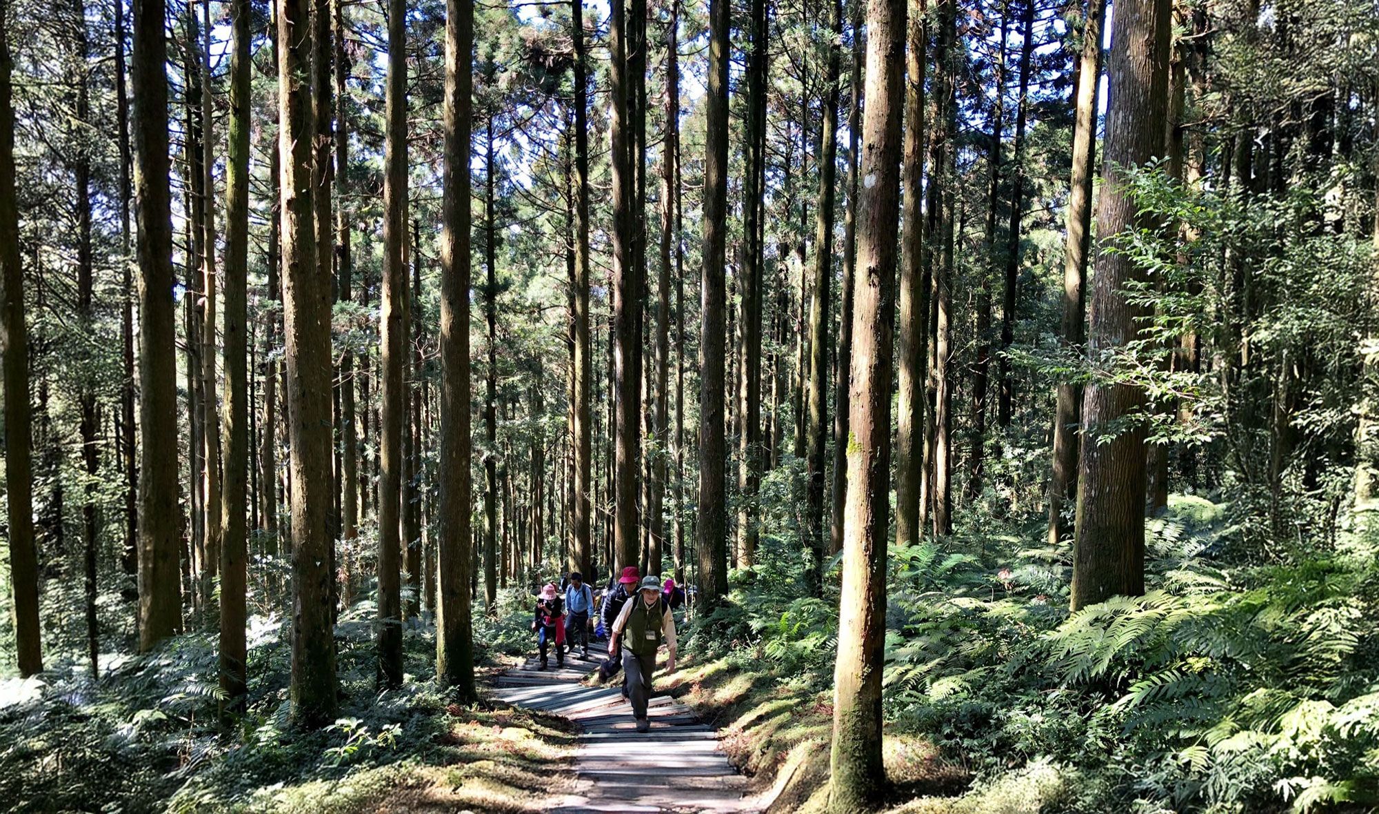 東眼山國家森林遊樂區-柳杉林