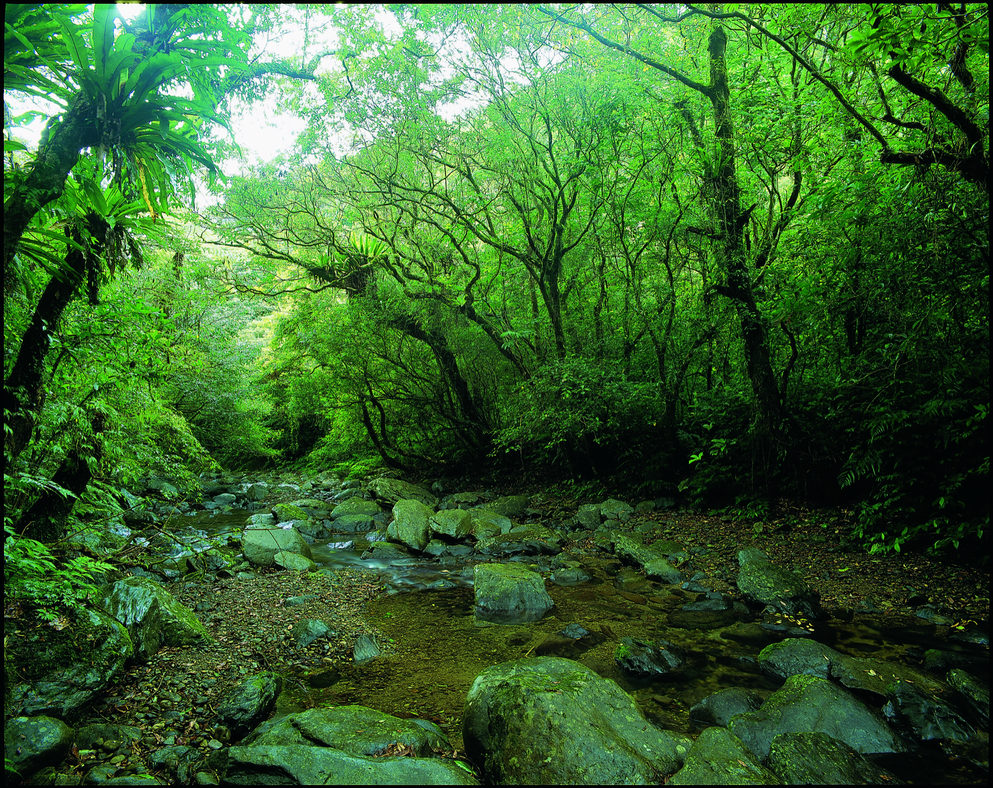 桶後-樹林與溪流