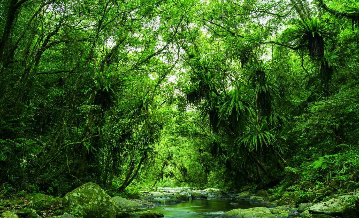 翠綠樹林映照溪水