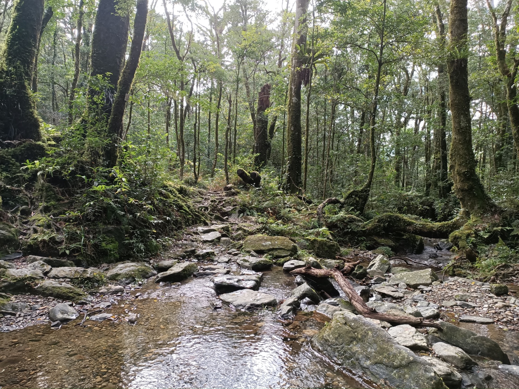 北插天山登山步道-溪流樹林