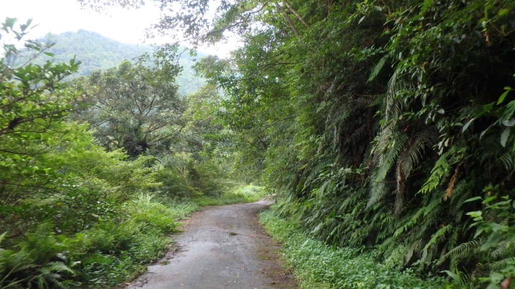 桶后林道-風景