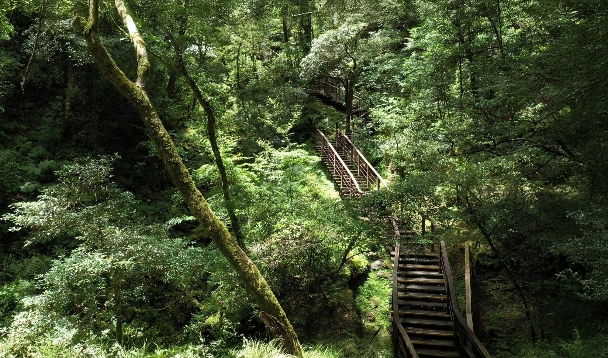 拉拉山國家森林遊樂區-自導式步道