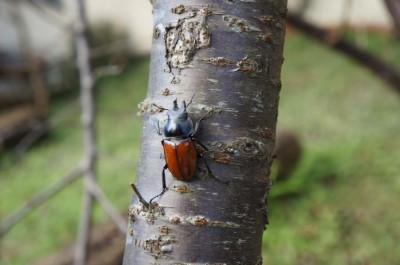 紅圓翅鍬形蟲，雄，白天發現於樹上，大顎較雌蟲長