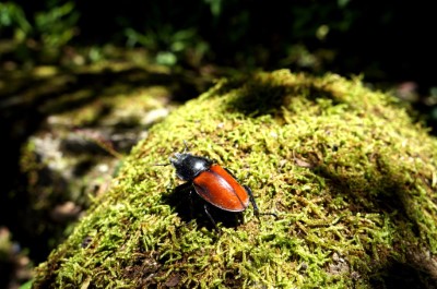 紅圓翅鍬形蟲，雌，白天發現於苔蘚上