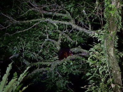 圖1、園區大赤鼯鼠站在樹枝上