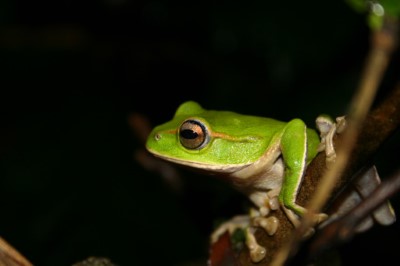 圖1、翡翠樹蛙有著綠色的外表、金色的過眼線，趾頭上有吸盤。