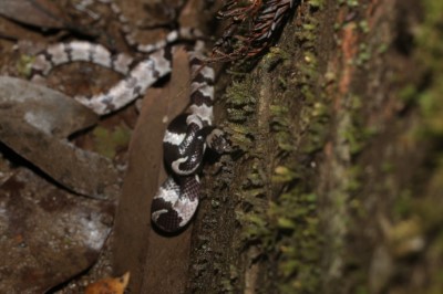 圖1、白梅花蛇有著黑白相間的花紋，形似雨傘節，無毒。