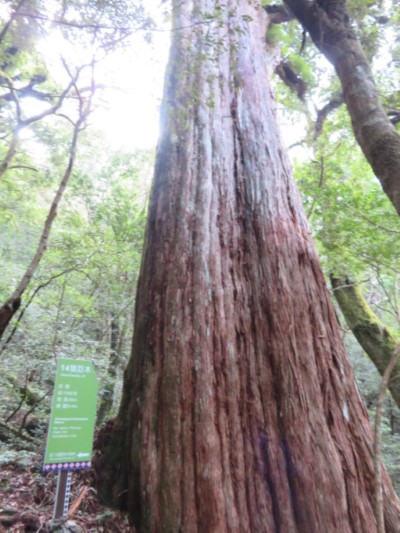 拉拉山巨木（新竹林區管理處周文郅拍攝）