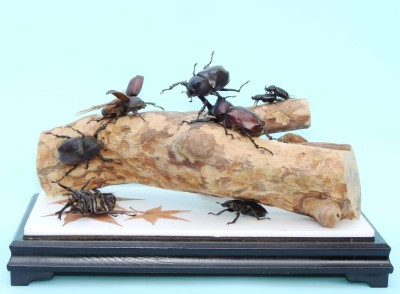 昆蟲標本成品：甲蟲的世界(烏來林業生活館提供)