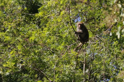 內行的臺灣獼猴會採食橡實，掉落的果實就換其他動物享用