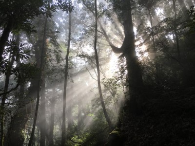 植物產生的芬多精和負離子，對人體有安定神經、去除疲勞的正面影響