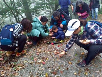 大家開心地找尋落地的櫟實（圈谷資訊股份有限公司提供）