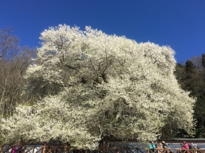 觀霧霧社櫻王盛開