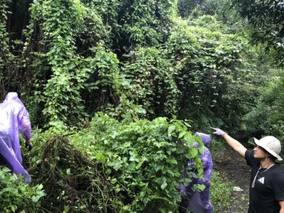 現場移除小花蔓澤蘭(新竹林區管理處提供)