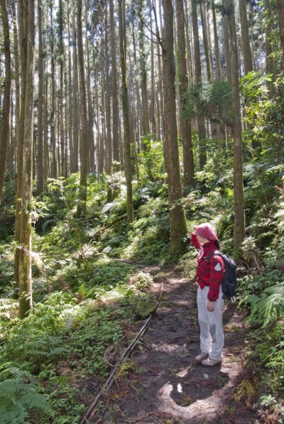 加里山步道(新竹林區管理處提供)