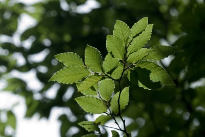 區內擁有台灣珍貴稀有植物「台灣水青岡」(又名台灣山毛櫸)，春天冒出翠綠新葉，生機盎然。(新竹林區管理處提供)