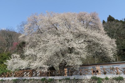 一訪觀霧國家森林遊樂區的霧社櫻王(新竹林管處提供)