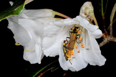 綻放的杜鵑花常吸引許多授粉昆蟲前來訪花，同時協助花朵授粉。（森之形自然教育團隊提供）