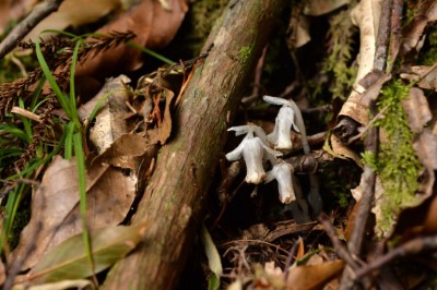 阿里山水晶蘭是出沒於森林底層的小精靈，發現時總是令人感到驚喜。（森之形自然教育團隊提供）