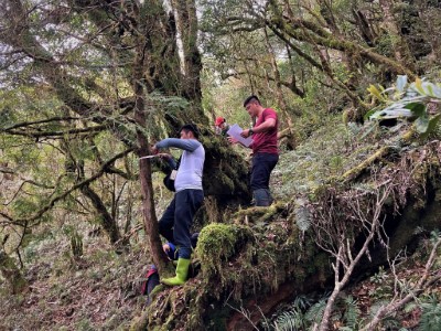 森林護管員進行樣區調查工作(新竹林區管理處提供)