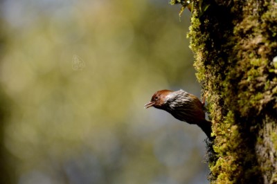 紋翼畫眉是巨木步道常見的特色鳥種（森之形自然教育團隊提供）
