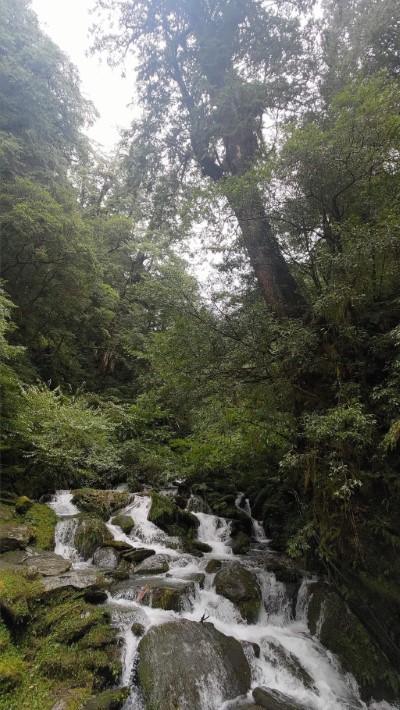 拉拉山巨木與溪水(新竹林區管理處提供)