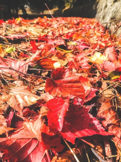 紅葉季節楓紅彷彿鋪上紅地毯歡迎到訪的遊客