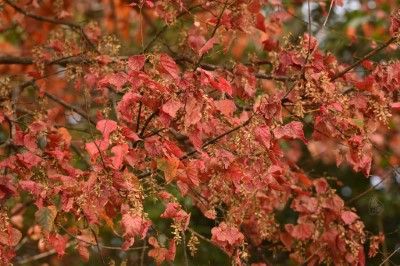 臺灣紅榨楓一抹一抹高掛樹上的橘紅色塊，總是吸引眾人目光。