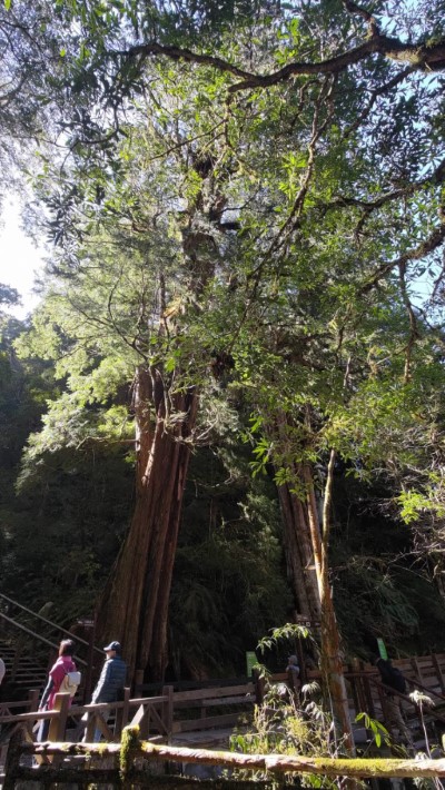 拉拉山國家森林遊樂區巨木(新竹林區管理處提供)