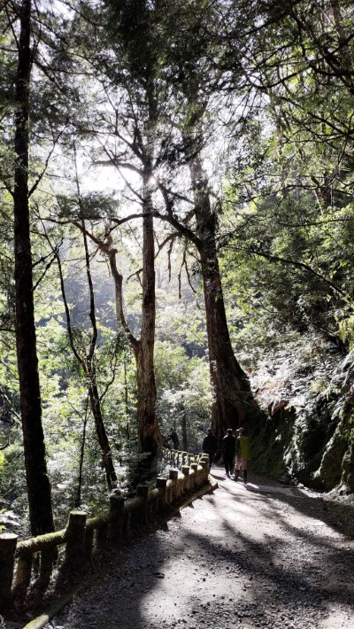 拉拉山國家森林遊樂區巨木步道(新竹林區管理處提供)