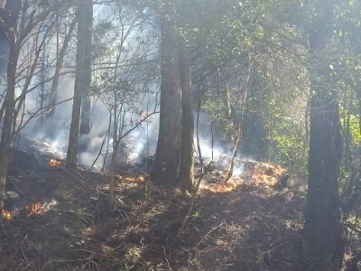 大鹿林道24.5K附近發生森林火災，道路暫停開放