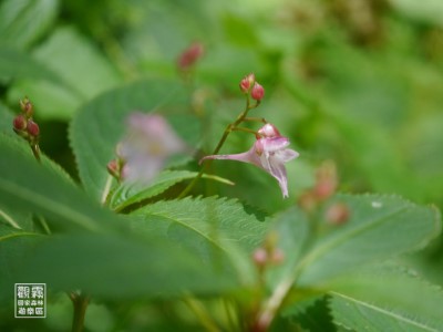 活動中將可欣賞有「觀霧之花」稱號的特有種「棣慕華鳳仙花」。（森之形自然教育團隊提供）