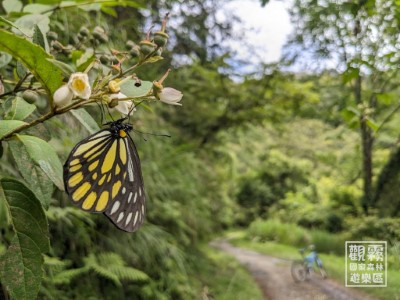 夏末仍有機會巧遇各種蝶類、蜻蜓，讓我們用畫筆和文字記錄她們的美麗。（森之形自然教育團隊提供）