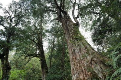 拉拉山國家森林遊樂區巨木（攝影：林業保育署新竹分署提供）