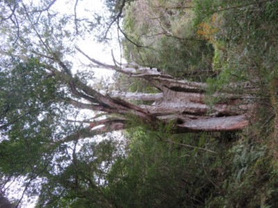 拉拉山國家森林遊樂區編號第18號巨木（攝影：林業保育署新竹分署提供）